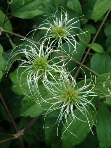 Virgin's Bower (Clematis virginiana)