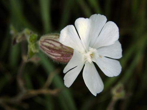 White Campion
