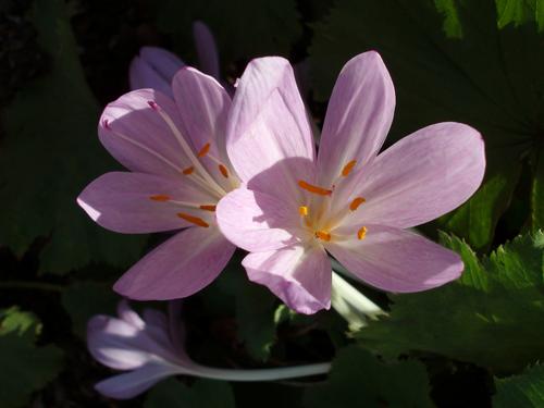 Autumn Crocus