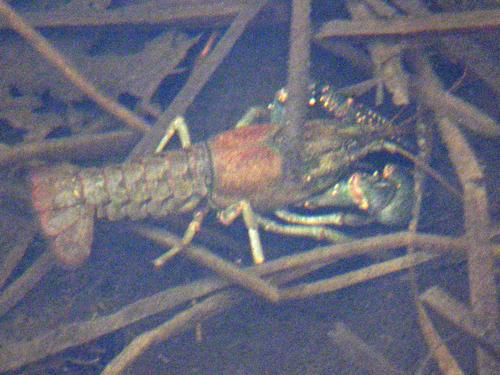 Calico Crayfish (Orconectes immunis)