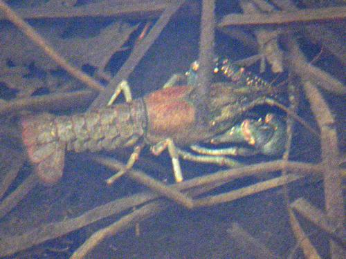 Calico Crayfish