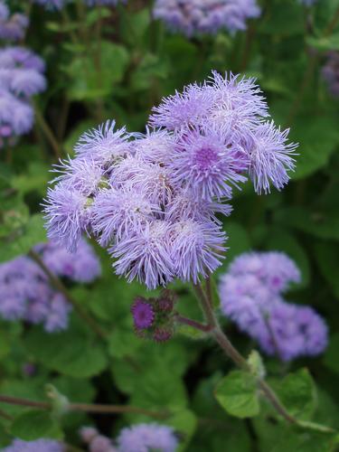 Floss Flower (Ageratum houstonianum)