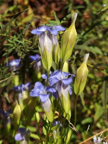 Fringed Gentian