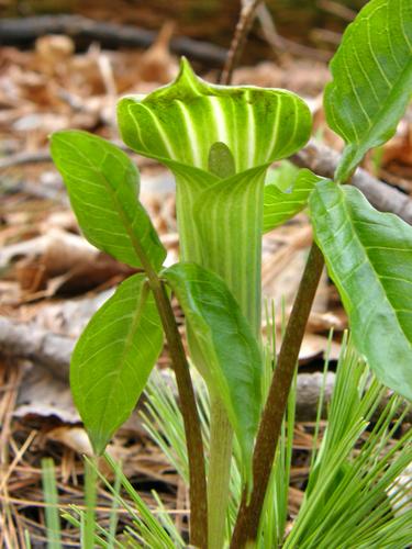 Jack-in-the-pulpit