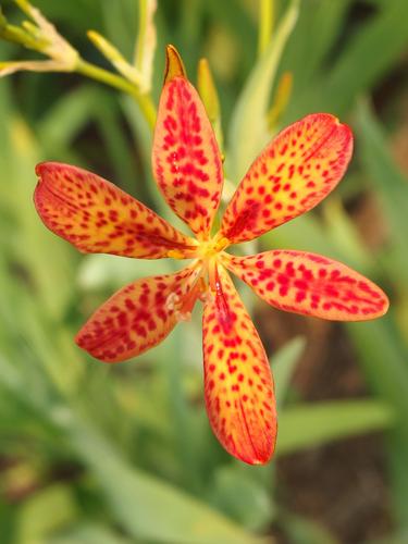 Blackberry Lily