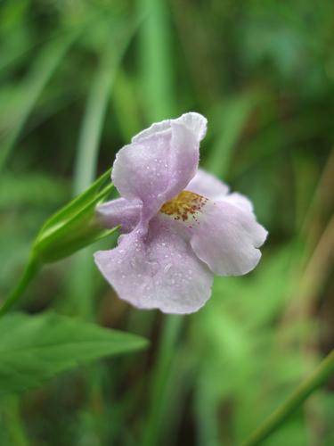 Allegheny Monkey-flower