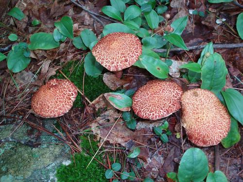 Painted Bolete (Suillus spraguei)