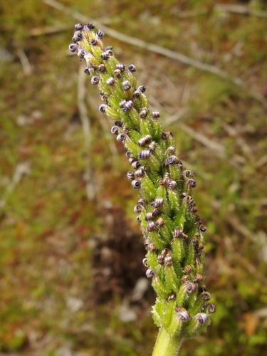 Pickerel Weed (Pontederia cordata) in fruit in August at Beaver Brook in southern New Hampshire