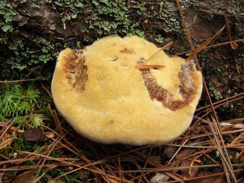 possibly Tender Nesting Polypore (Hapalopilus nidulans)