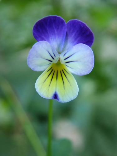 Johnny-jump-up (Viola tricolor)