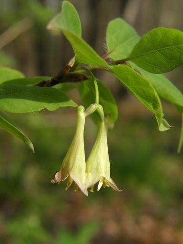 American Fly Honeysuckle (Lonicera canadensis)