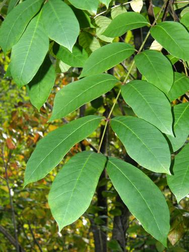 Poison Sumac