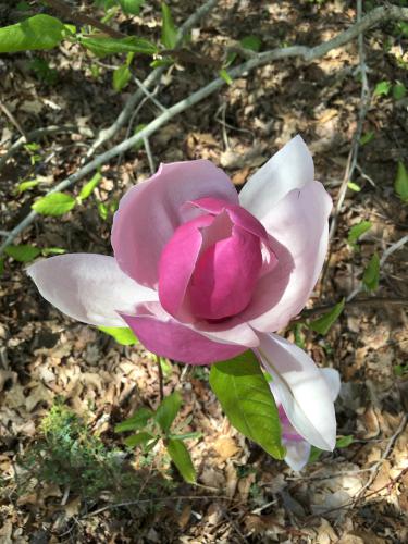 Magnolia blossom in May at Bedrock Gardens in southeast New Hampshire