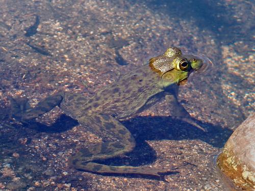 American Bullfrog in The Bowl at Acadia National Park in Maine