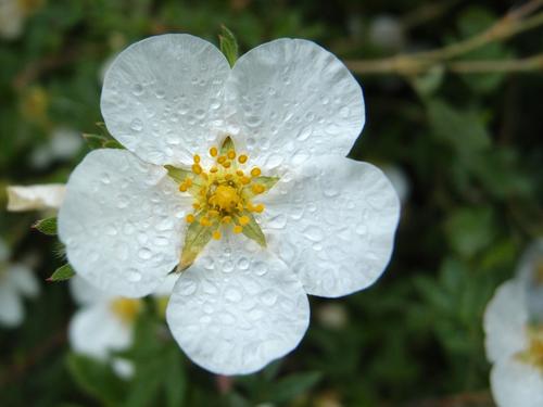 Shrubby Cinquefoil