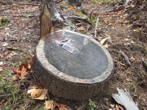 tree-trunk slice at Bell Mountain in western Maine