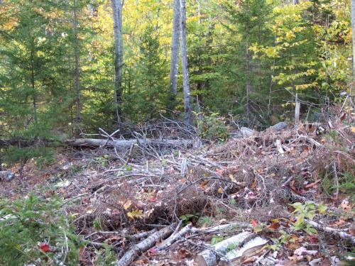 lumbering trash at Bell Mountain in western Maine