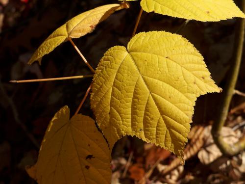 Striped Maple leaf at Bell Mountain in western Maine