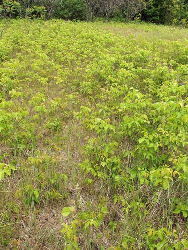 huge poison ivy patch at Benson Park in southern New Hampshire