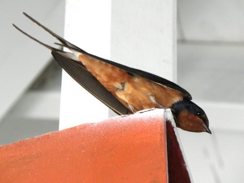 Barn Swallow (Hirundo rustica)