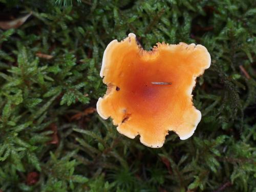 False Chanterelle (Hygrophoropsis aurantiaca) on Bernard Mountain within Acadia Park in coastal Maine