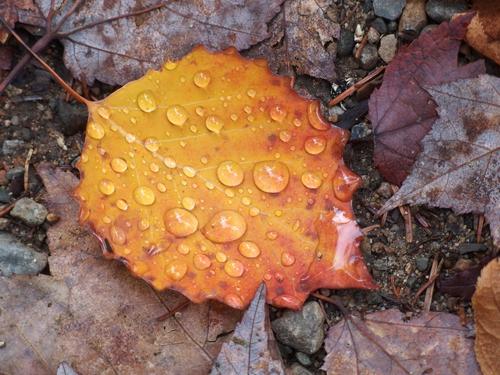 outstanding leaf in November at Bernard Mountain within Acadia Park in coastal Maine