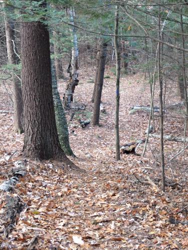 trail at Betty Arnold Forest in southern New Hampshire