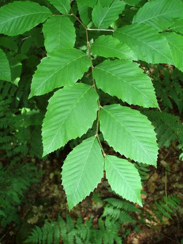 American Beech (Fagus grandifolia)