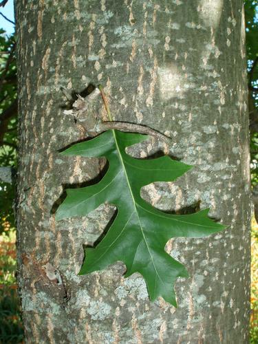 Pin Oak (Quercus palustris)