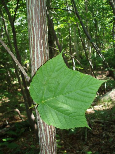 Striped Maple (Acer pensylvanicum