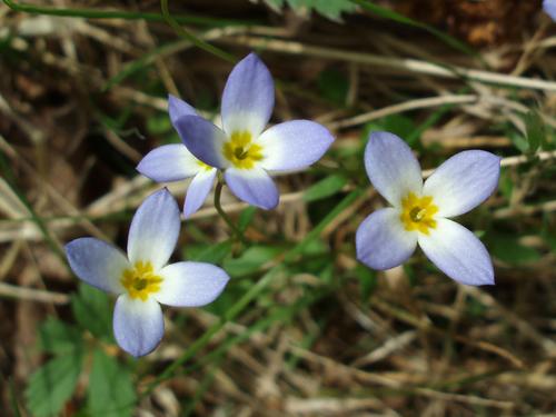 Alpine Bluet (Houstonia caerulea)