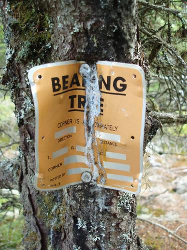 Bearing Tree on Black Mountain in New Hampshire