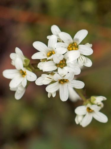 Early Saxifrage (Saxifraga virginiensis) in May on Black Mountain in southern Vermont