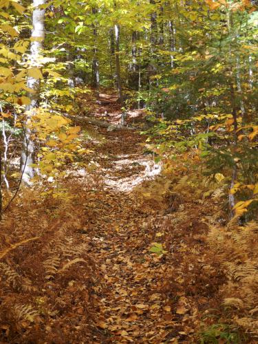Mount Kineo Trail at Black Hill near Stinson Lake in New Hampshire
