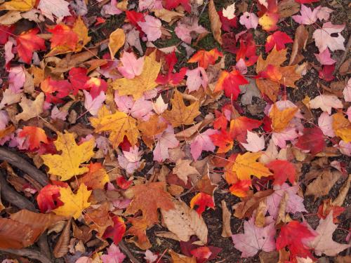 newly-fallen leaves in early October on the trail to Black Hill near Stinson Lake in New Hampshire