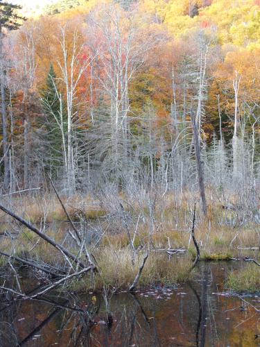 ghostly white trees in October in a mini swamp at Black Hill near Stinson Lake in New Hampshire