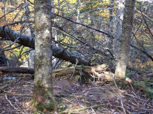 woods at Black Hill near Stinson Lake in New Hampshire