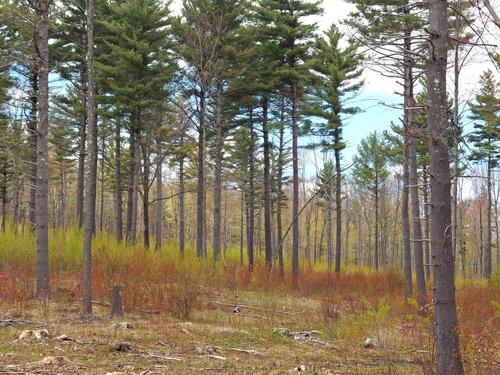 recently lumbered area in May with beautiful regrowth at Blood Mountain in southern New Hampshire