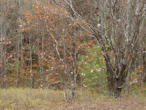 woods in May at Blood Mountain in southern New Hampshire