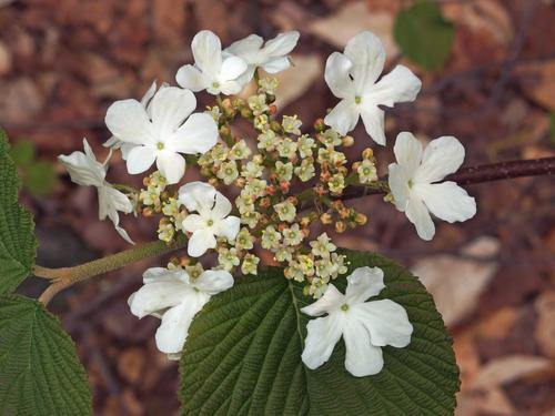 Hobblebush (Viburnum alnifolium) on Blue Mountain in the White Mountains of New Hampshire