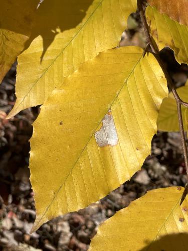 leaf in November at Little Blue Job in southern New Hampshire