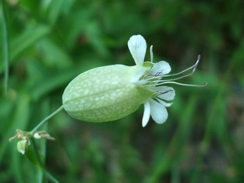 Bladder Campion (Silene vulgaris)