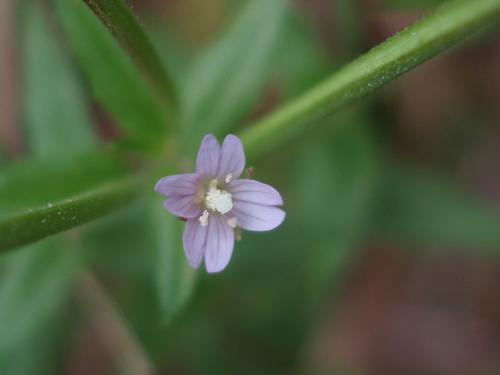 Northern Willow Herb (Epilobium glandulosum)