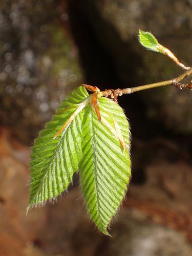 American Beech tree leaves