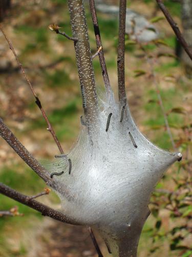 Eastern Tent Caterpillars