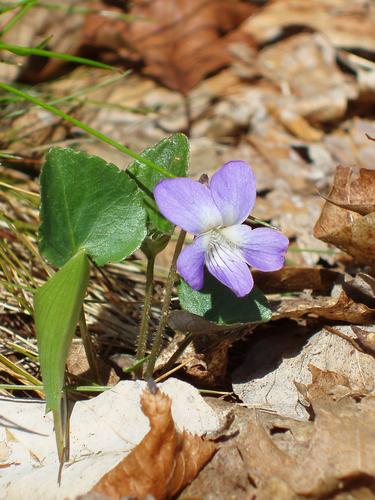 Common Blue Violet flower