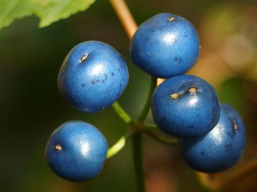 Clintonia berries on Bolton Mountain in northern Vermont