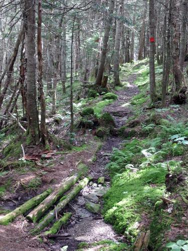 trail to Bolton Mountain in northern Vermont