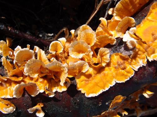 colorful mushrooms on Bond Mountain in Maine