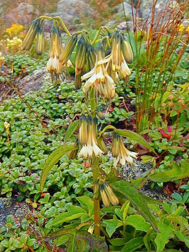 Bootts Rattlesnake-root
